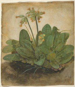Bir tutam inek kayması by Albrecht Dürer